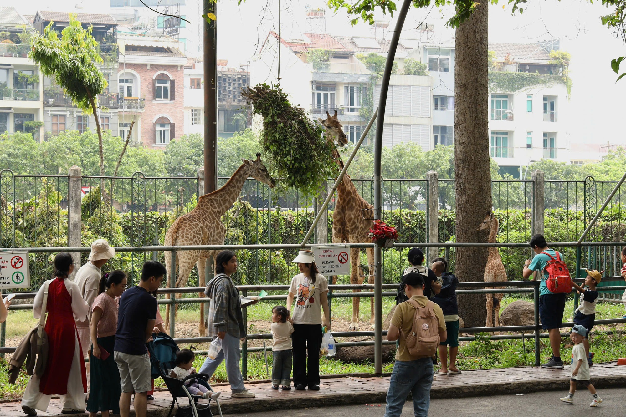 Bé hươu cao cổ vàng óng thu hút du khách Thảo Cầm Viên- Ảnh 9.